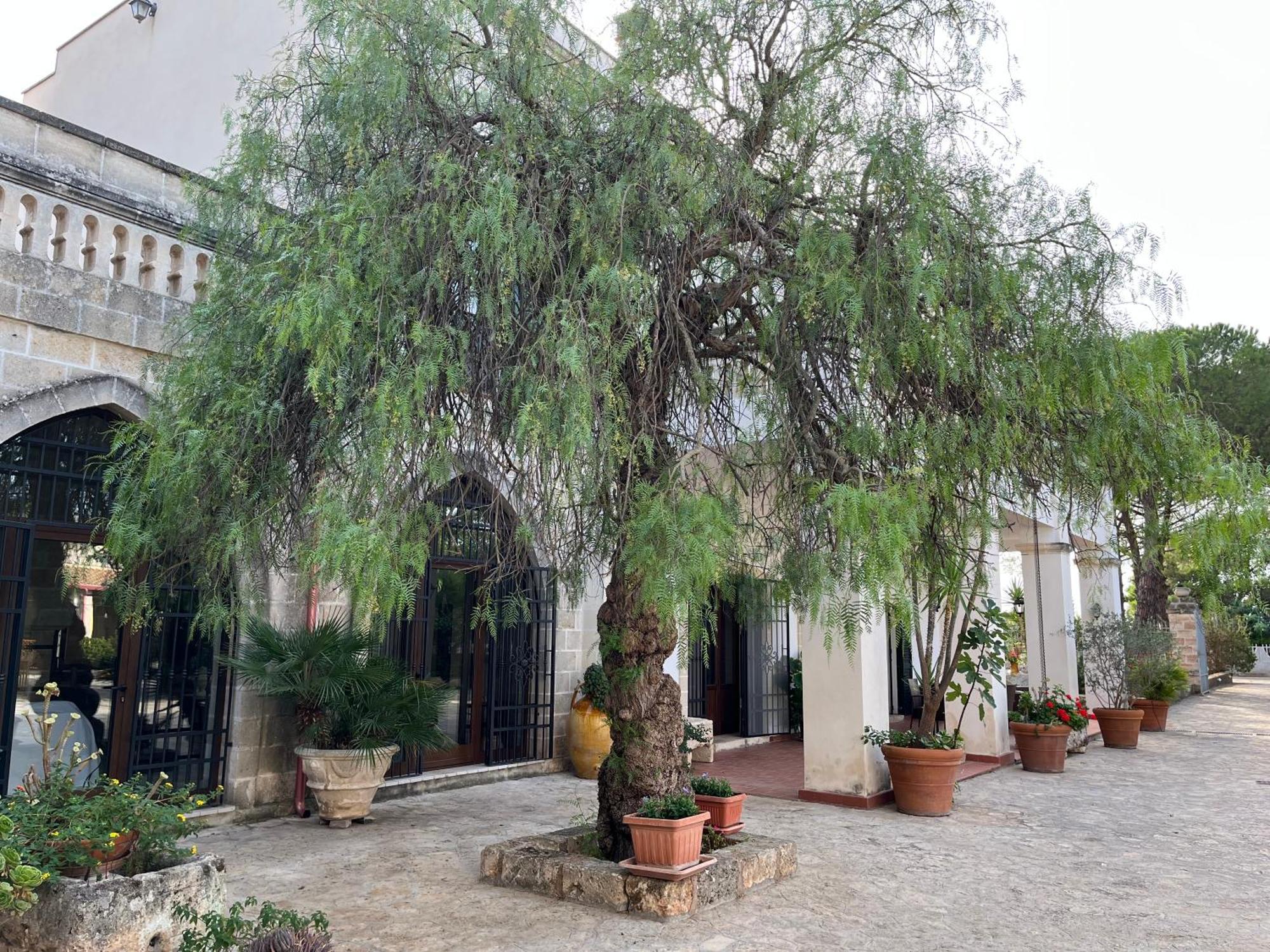 Masseria La Camardia Sava Exteriér fotografie